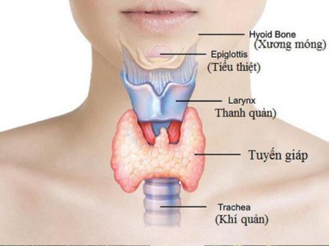 Hyperthyroidism: Causes, symptoms and treatment