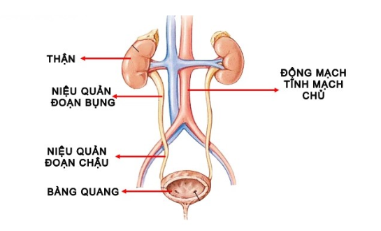 What is the function of the ureters in your body?