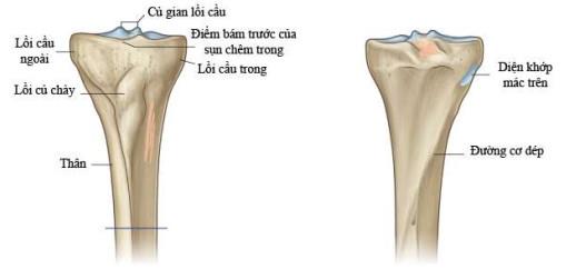 The tibia: location, structure and function