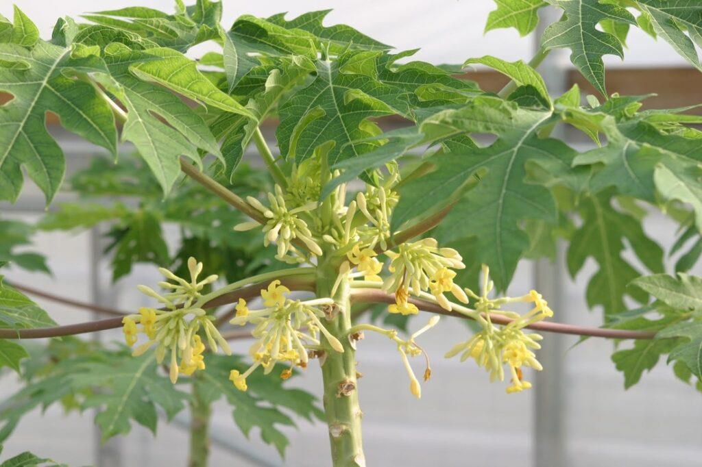 Male papaya flower – the flower of the “discarded” plant and the truth of its effects