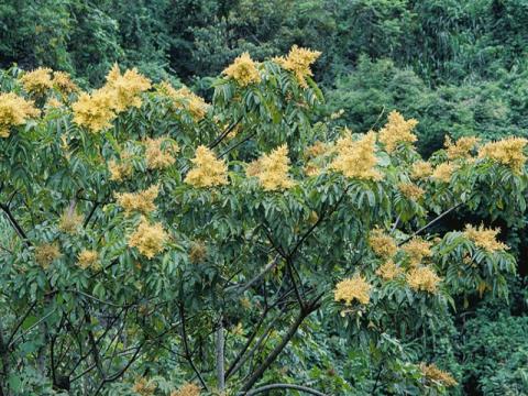 Arborele de sare: O plantă medicinală pentru tractul digestiv