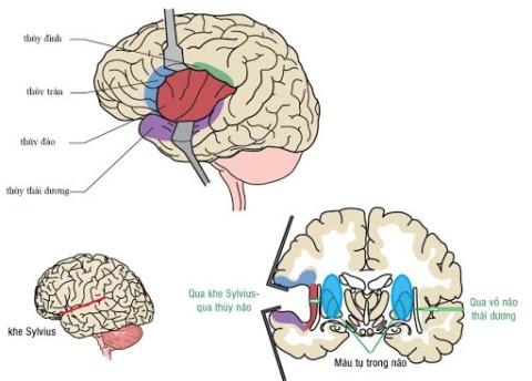 What is the structure and function of the insula?
