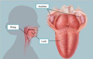 Cancro tonsillite: malattia pericolosa!