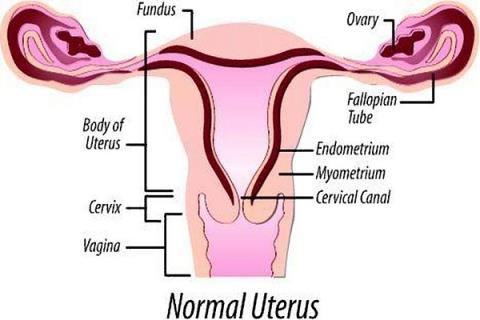 ¿Hay algo especial en la posición del útero durante el embarazo?