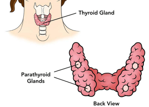 Hypoparathyroïdie : ce que vous ne saviez pas
