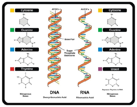 Learn about the structure and function of DNA
