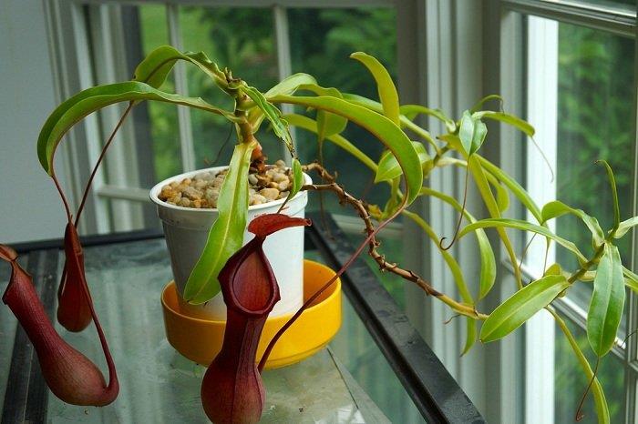 Plante en pot : Une plante spéciale avec de nombreuses utilisations