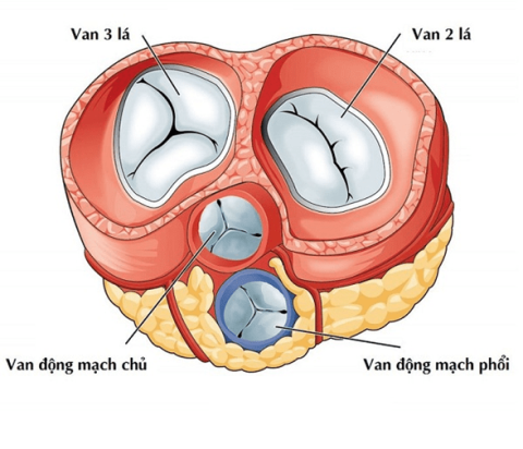Learn about mitral valve prolapse