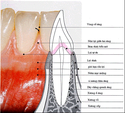 Zahnfleisch: Wichtiges Weichgewebe, das die Zähne umgibt