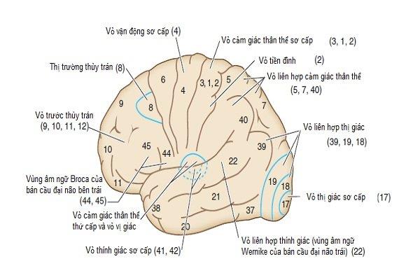 Lobus frontal: Struktur dan fungsi anatomis