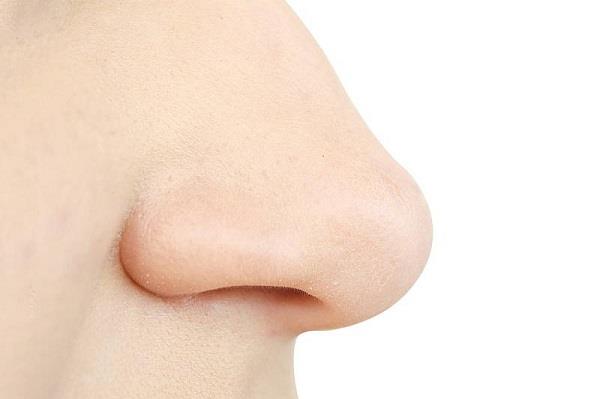 Struktur dan fungsi fisiologis hidung
