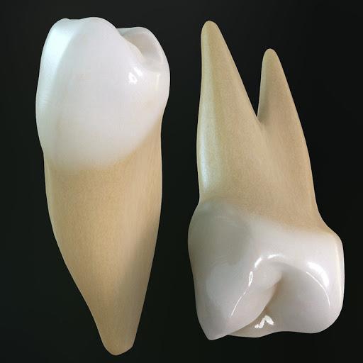 小臼歯：赤ちゃんの歯の交換用の歯