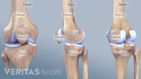 Knee joint and basic knowledge