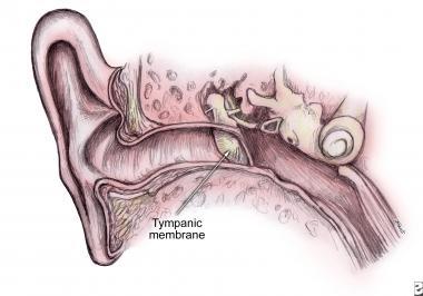 The eardrum: an important part of the human ear