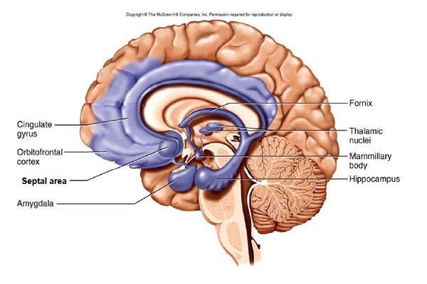 The temporal lobe: Anatomy and function