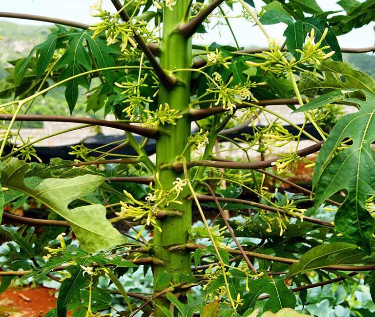 Male papaya flower – the flower of the “discarded” plant and the truth of its effects