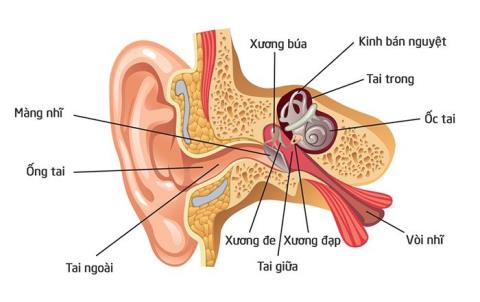 Infiammazione del condotto uditivo esterno (otite esterna): cosa devi sapere