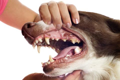 Canines and their anatomical and functional features