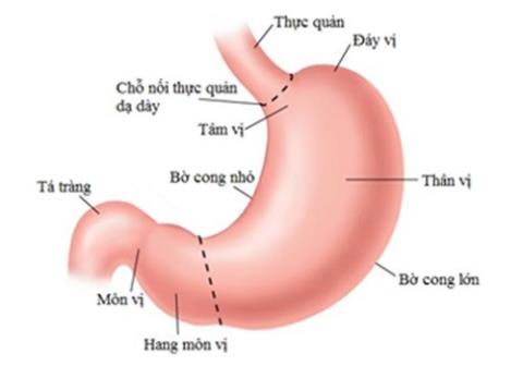 What is small curvature of the stomach? How is the treatment?