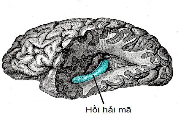The temporal lobe: Anatomy and function