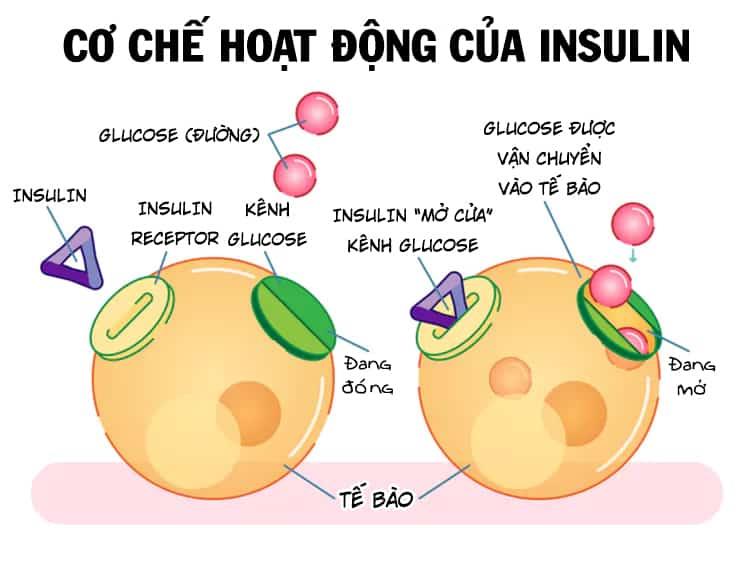 Top 5 causes of fatty liver you should know • SignsSymptomsList.com